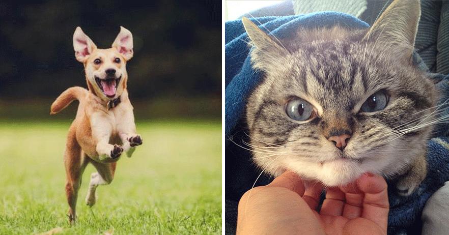 Дневник кота и собаки. Сравним?