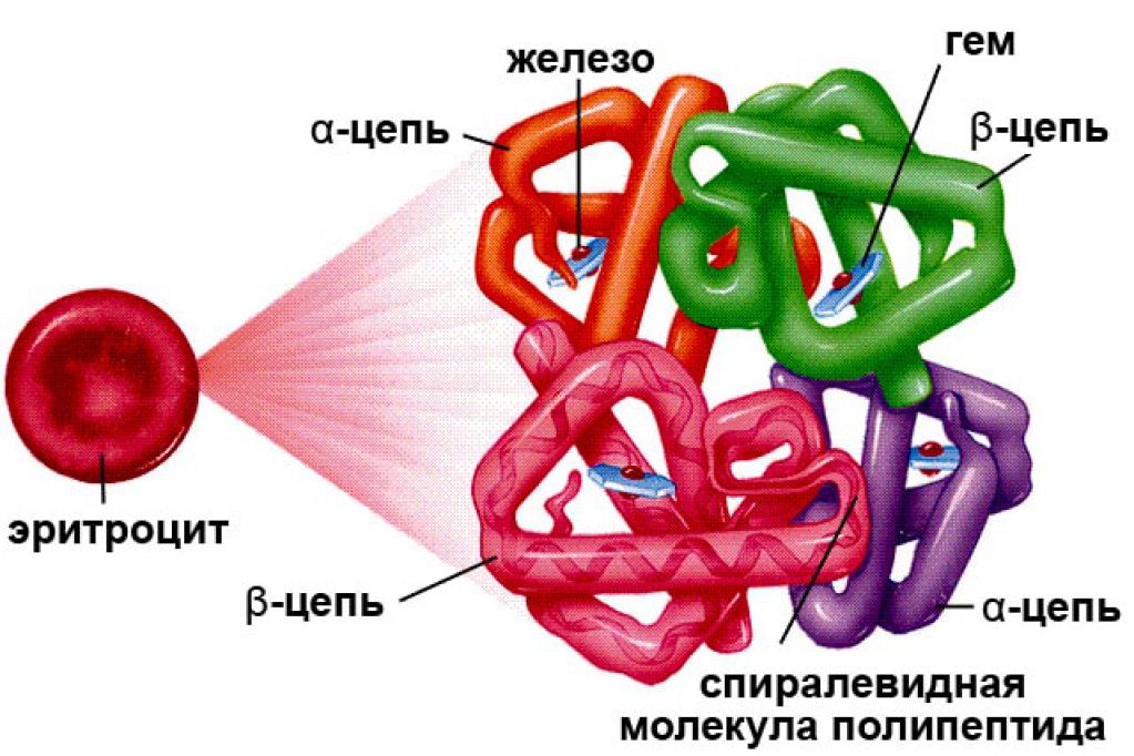 Как повысить гемоглобин без единой таблетки