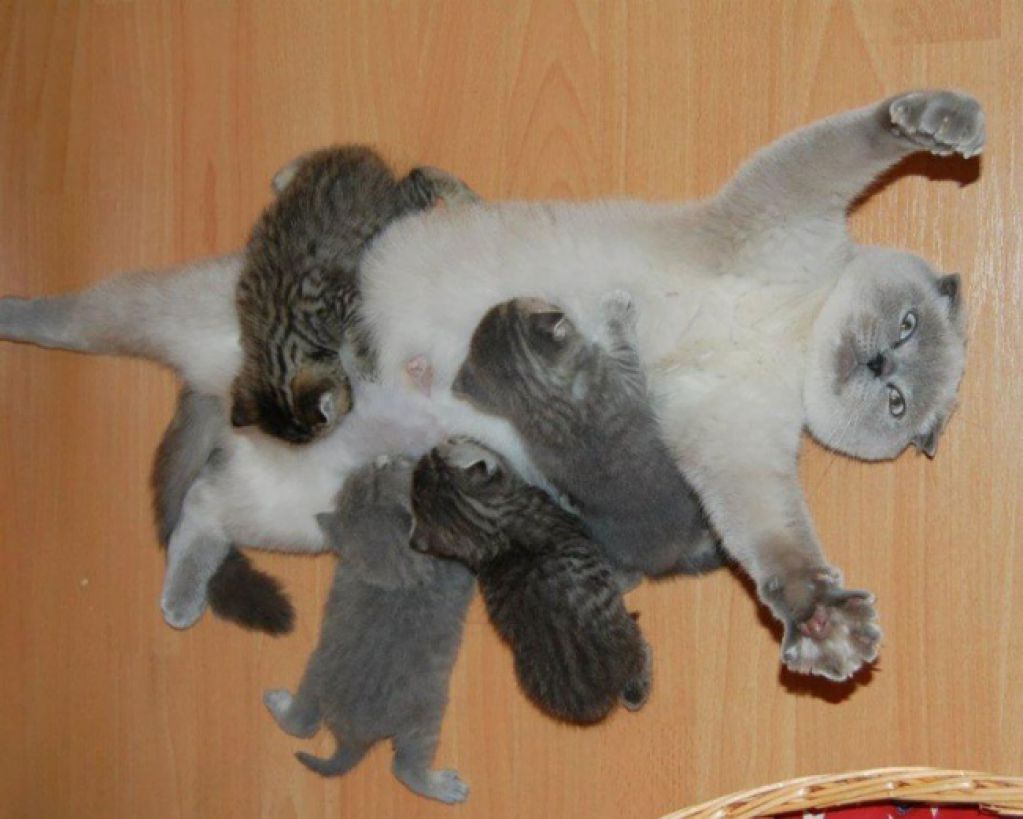 Животным тоже тяжело быть родителями! ФОТО
