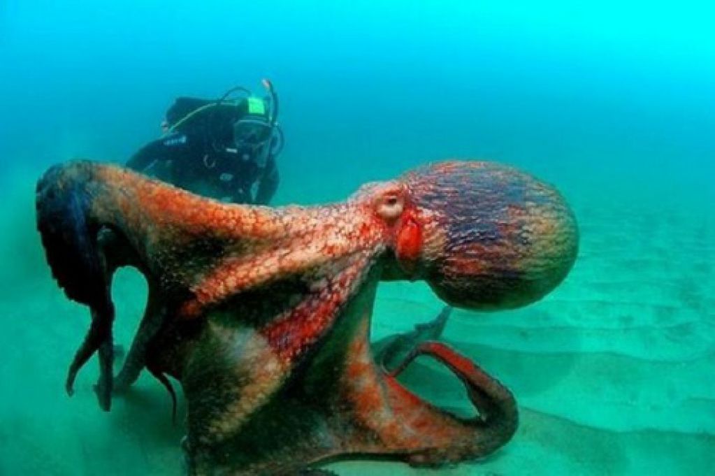 После увиденного вряд ли захочется окунуться в море. ФОТО
