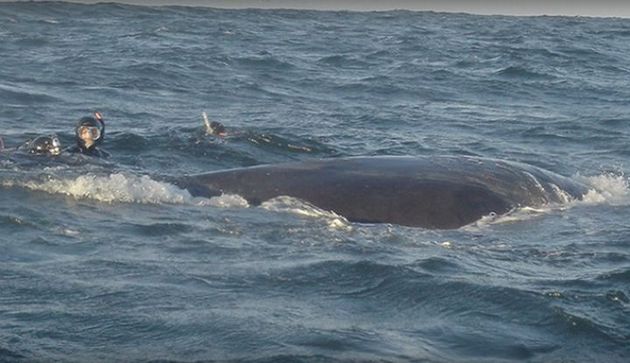 Невыдуманная история: человек 5 часов спасал кита. ВИДЕО