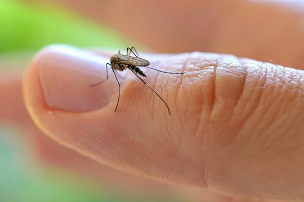 Дельный совет: как спастись от назойливых комаров