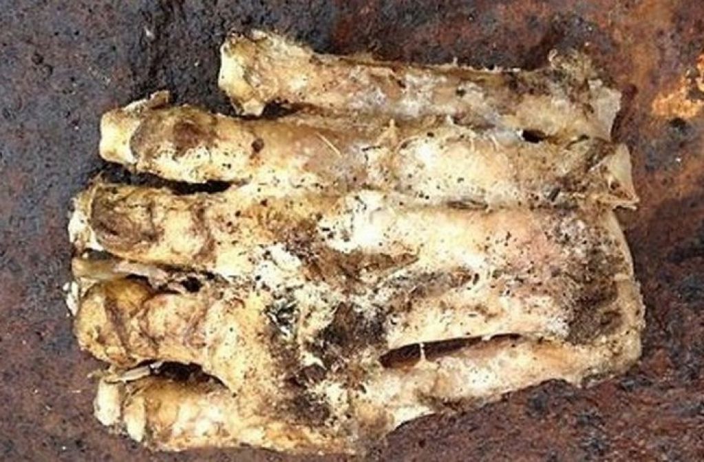 10 «сенсационных» открытий, которые оказались чистой воды фикцией