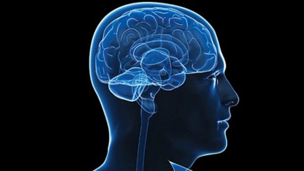Обнаружен участок мозга, отвечающий за жизнь человека после смерти