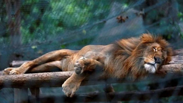 Тигры ели тыкву: в зоопарке от голода умерли 50 зверей. ФОТО