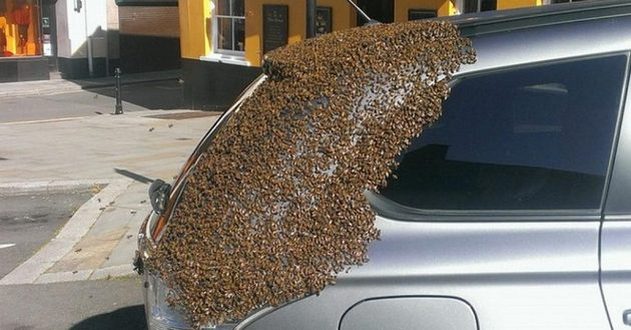 Тысячи пчел увязались за машиной. Узнай причину 2-дневного преследования. ФОТО