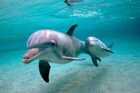 Все дельфинарии Украины работают незаконно
