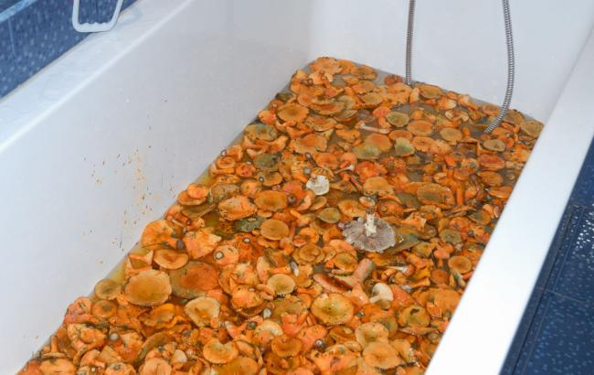 Туристы из России собрали грибы в Швейцарии и засолили их в ванной отеля