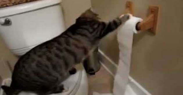 Как пользоваться туалетом: мастер-класс от кота. ВИДЕО