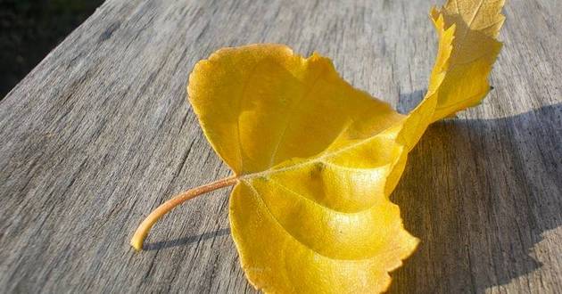 Осень: из опавших листьев можно создавать шедевры. ФОТО