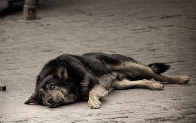 В Киеве компания девушек спасла сбитую трамваем собаку
