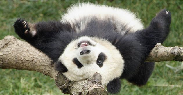 Меня будить?! Парня чуть не задавила 120-килограмовая панда. ВИДЕО