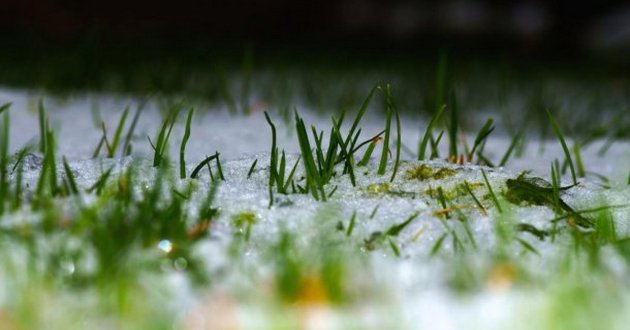 В России дворников заставили косить траву под снегом. ФОТО