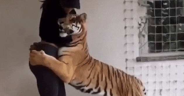 Злюка-тигр предупреждает: Мое, не отдам! ВИДЕО