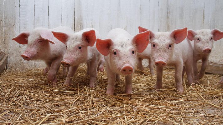 Африканская чума подобралась к украинским свиньям в Черкасской области