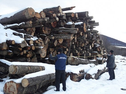 Незаконно экспортировать лес на 5 млн грн предпринимателю на Прикарпатье не удалось 