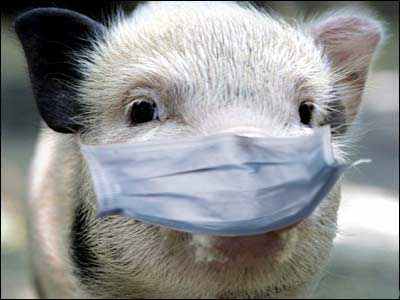 Африканская чума «косит» свиней в Полтавской области 