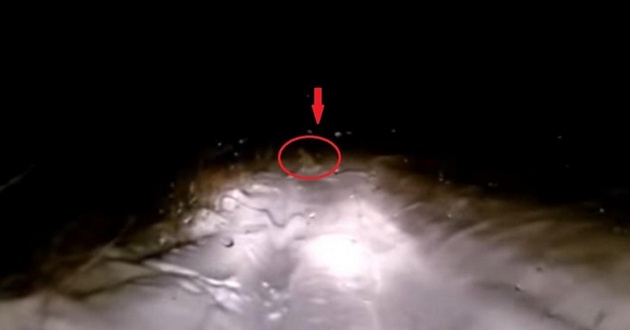 В России очевидец случайно снял на видео снежного человека. ВИДЕО