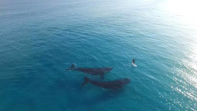 Семья китов, съемка с высоты. ВИДЕО