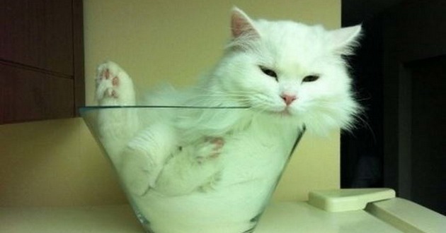 Как 9 литров кота залить в литровую тарелку. ВИДЕО