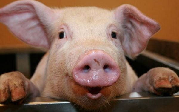 Молдова запретила ввоз спермы украинских свиней