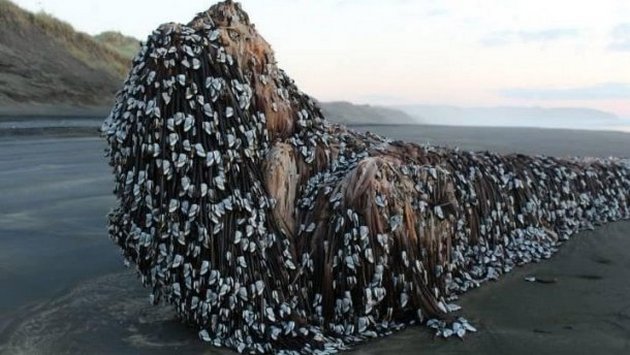 Неизвестный объект, выброшенный морем на берег в Новой Зеландии, взорвал сети