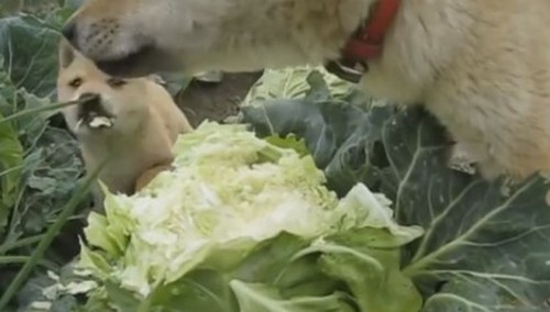 Взрыв в сети: псы-вегетарианцы жадно съели качан капусты. ВИДЕО