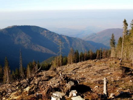 Губителей закарпатского леса на 136% стало больше