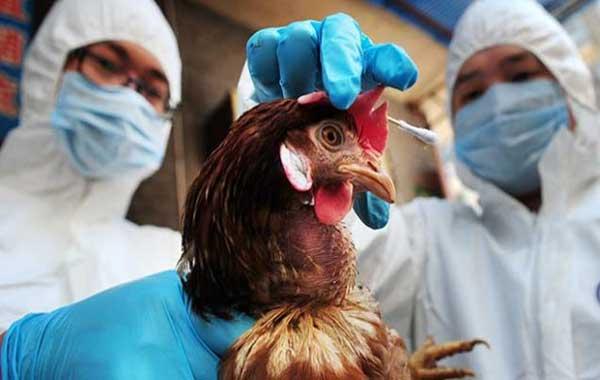 В двух регионах Украины разбушевался птичий грипп