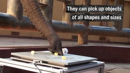 Невероятно: на что способен хобот слона. ВИДЕО
