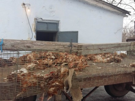 В Херсонской области на птицефабрике голодом заморили более 80 тыс.кур
