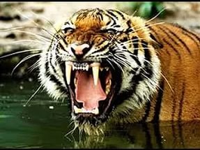 В китайском зоопарке тигр убил человека. ВИДЕО