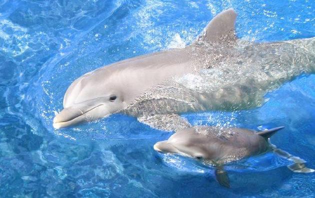 Мать пытается спасти малыша от ловцов дельфинов: душераздирающее ВИДЕО