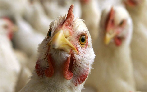 Польшу атакует птичий грипп: обнаружено восемь новых случаев заражения