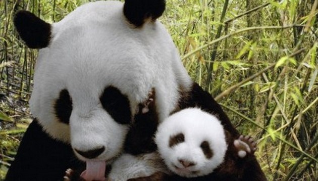 Как мамы-панды воспитывают капризных малышей. ВИДЕО