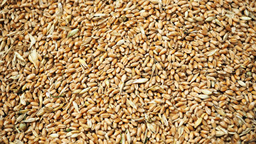 Ничего нет более постоянного, чем временное: почему запрет на российскую пшеницу на руку украинцам