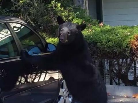Курьезный случай: медведь хотел угнать автомобиль