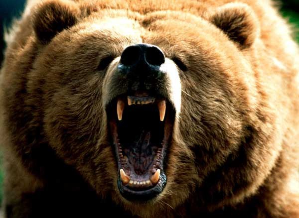 Под Киевом медведь напал на людей в цирке