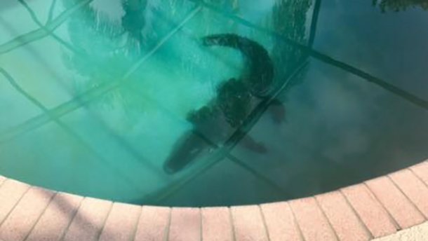 Аллигатор залез в частный бассейн: жуткое ВИДЕО
