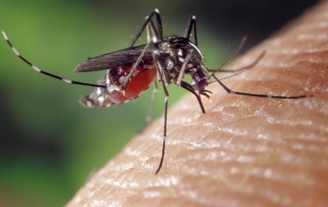 Какую группу крови «предпочитают» комары