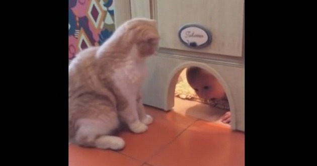 Ребенок полез в дверь для кота: вот, что сделал хвостатый. ВИДЕО