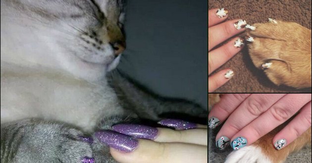 Новое модное безумие: девушки и кошки «носят» одинаковые ногти. ФОТО
