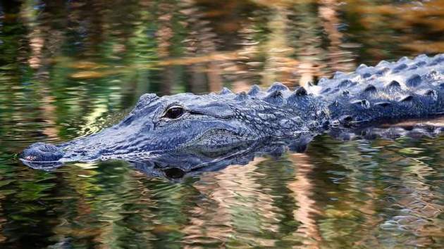 Аллигатор съел летчика, упавшего после авиакатастрофы в болото