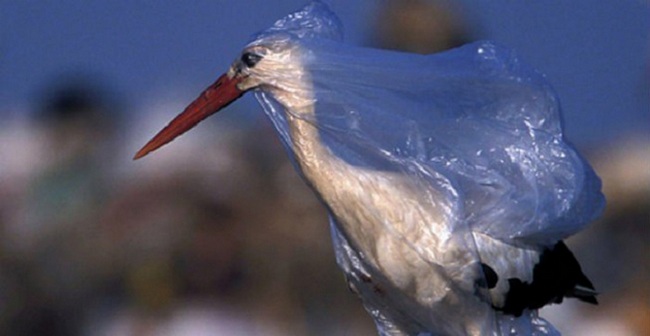 Пластиковый апокалипсис: ФОТО ужасающих последствиях нашей глупости