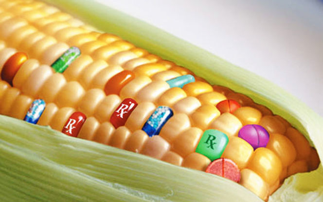 В Европейском Союзе разрешили использовать пять ГМО-культур 