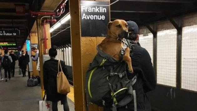 В метро запретили провозить собак: пассажиры изловчились обойти табу. ФОТО