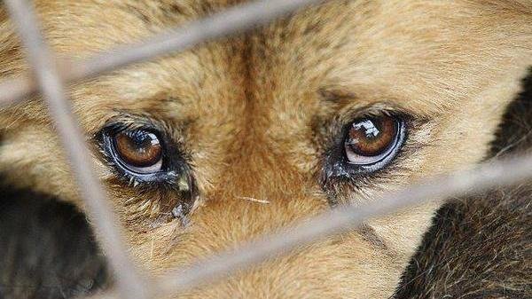 За жестокое обращение с животными - за решетку! Новый закон вступил в силу