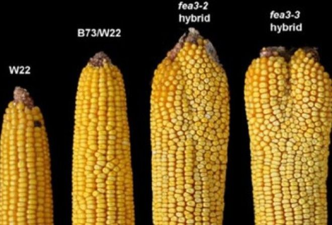 6 причин отказаться от кукурузы навсегда!