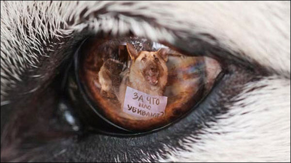 В Киеве орудует зооманьяк: убивает животных и перематывает трупы скотчем 