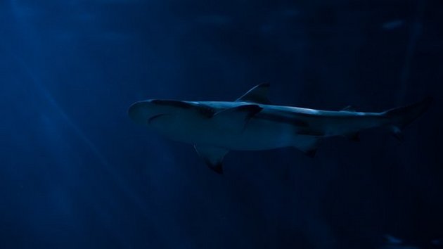 Гигантская акула преследовала австралийских рыбаков. ВИДЕО